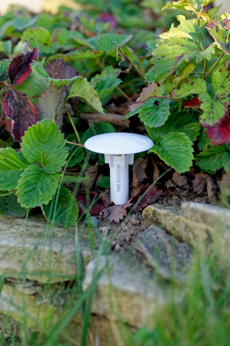 Thermologger in vegetation